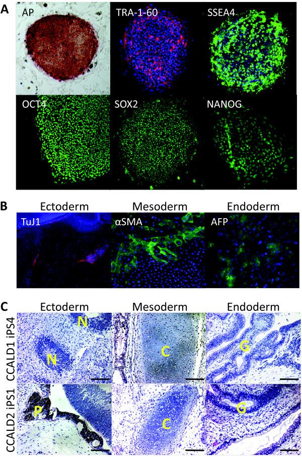 https://cdn.ncbi.nlm.nih.gov/pmc/blobs/0e63/3580430/9596e907b1fa/scrt130-1.jpg