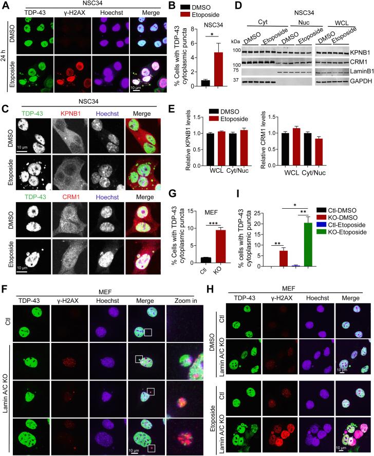 https://cdn.ncbi.nlm.nih.gov/pmc/blobs/0e65/11719319/a272b9069496/gr9.jpg
