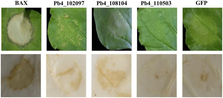 https://cdn.ncbi.nlm.nih.gov/pmc/blobs/0e68/9530463/87c6d5ab62fc/fpls-13-881992-g001.jpg
