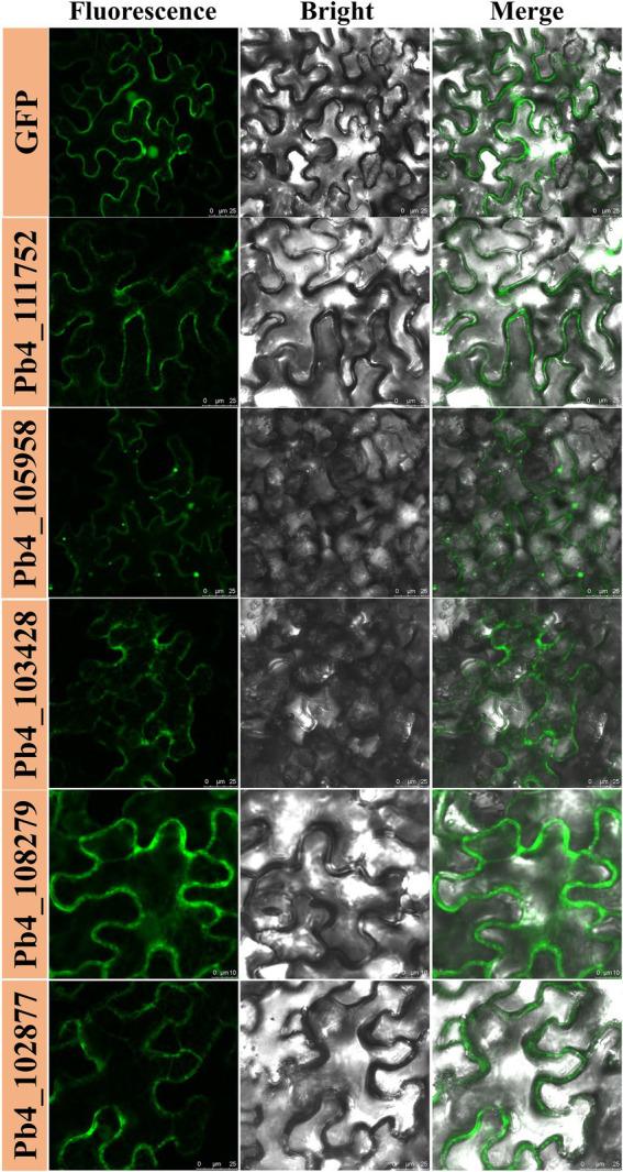 https://cdn.ncbi.nlm.nih.gov/pmc/blobs/0e68/9530463/b218c06e11c9/fpls-13-881992-g004.jpg