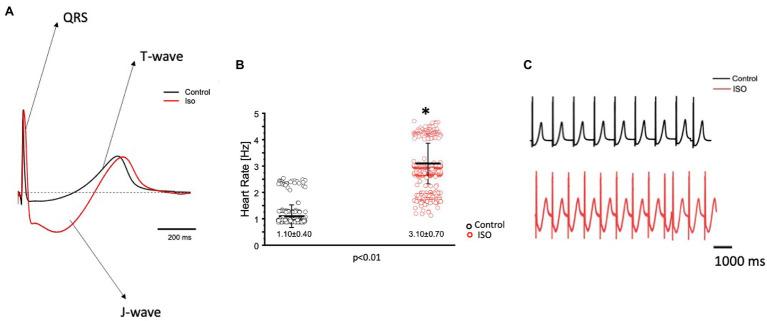 https://cdn.ncbi.nlm.nih.gov/pmc/blobs/0e6a/8864152/4df0c05c44fe/fphys-13-793305-g003.jpg