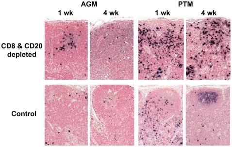 https://cdn.ncbi.nlm.nih.gov/pmc/blobs/0e6b/2785481/9c669dff4574/ppat.1000691.g004.jpg