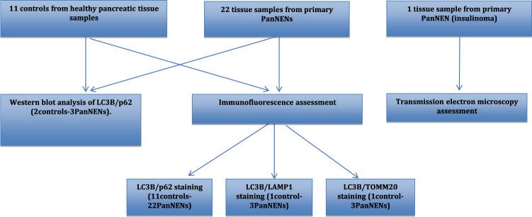 https://cdn.ncbi.nlm.nih.gov/pmc/blobs/0e6e/7266843/e06f7251ce86/12020_2020_2228_Fig1_HTML.jpg