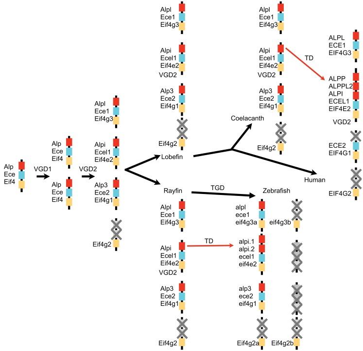 https://cdn.ncbi.nlm.nih.gov/pmc/blobs/0e6f/3469785/21f4224d96c4/fimmu-03-00314-g008.jpg