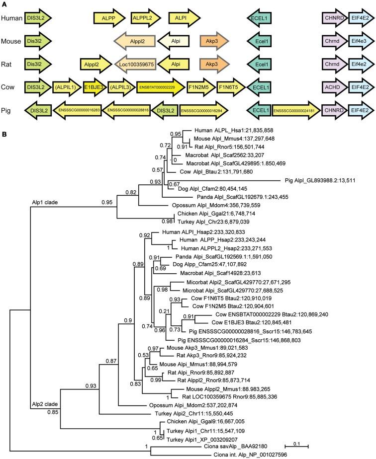 https://cdn.ncbi.nlm.nih.gov/pmc/blobs/0e6f/3469785/40a5ecd04224/fimmu-03-00314-g005.jpg