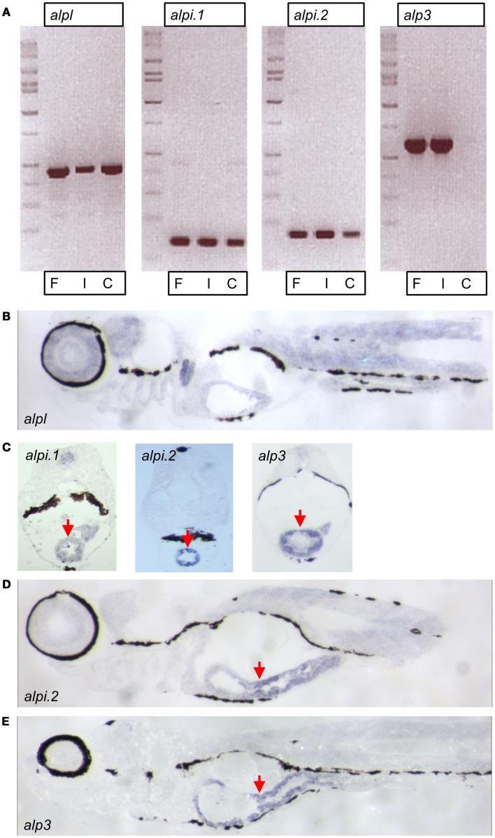 https://cdn.ncbi.nlm.nih.gov/pmc/blobs/0e6f/3469785/434e345ead33/fimmu-03-00314-g004.jpg