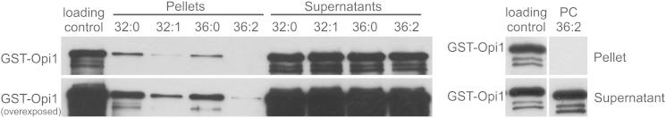 https://cdn.ncbi.nlm.nih.gov/pmc/blobs/0e6f/4070385/51c35ada5868/gr7.jpg