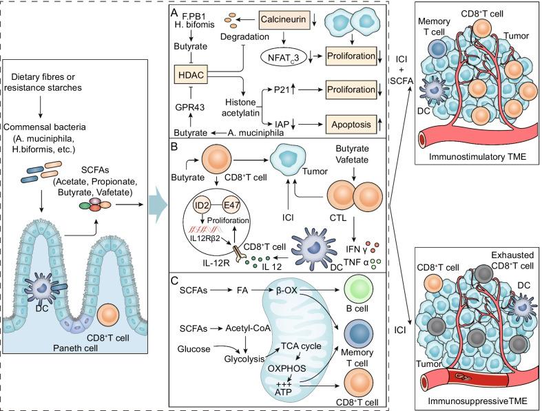 https://cdn.ncbi.nlm.nih.gov/pmc/blobs/0e6f/9052532/0576aac61e7c/13045_2022_1273_Fig4_HTML.jpg
