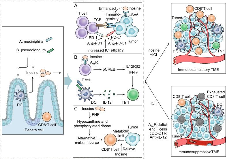 https://cdn.ncbi.nlm.nih.gov/pmc/blobs/0e6f/9052532/aef3ea8a24eb/13045_2022_1273_Fig3_HTML.jpg
