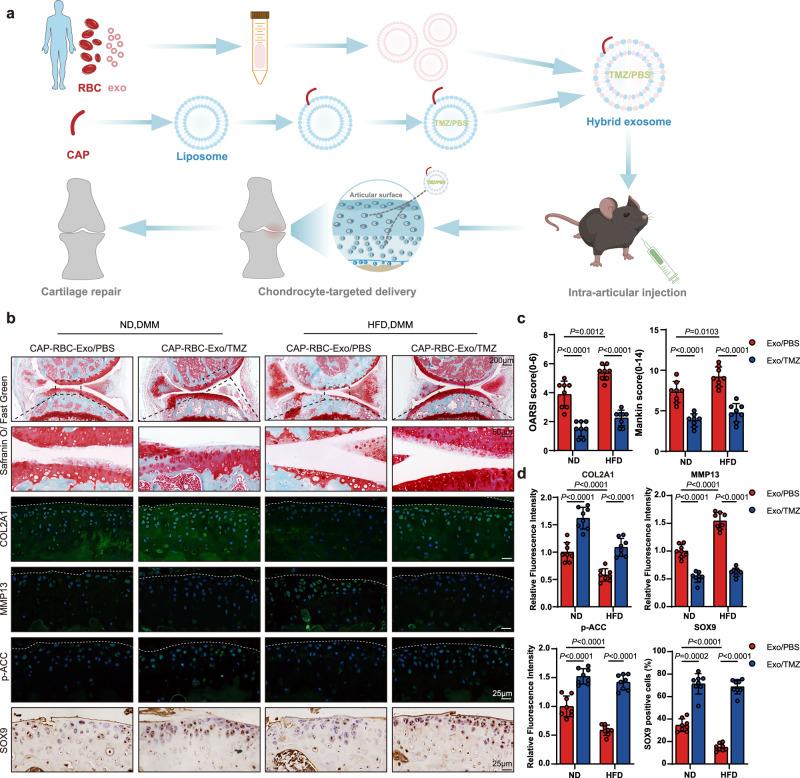 https://cdn.ncbi.nlm.nih.gov/pmc/blobs/0e70/12117060/15fa4002f3e2/41467_2025_60037_Fig6_HTML.jpg