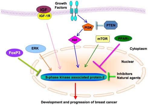 https://cdn.ncbi.nlm.nih.gov/pmc/blobs/0e70/3355927/8252e3a6db13/fonc-01-00057-g002.jpg