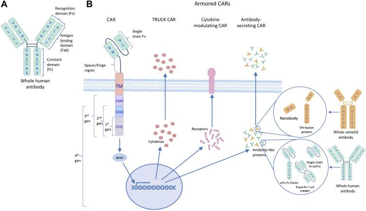 https://cdn.ncbi.nlm.nih.gov/pmc/blobs/0e73/8053711/2acc499f9f68/BTT-15-95-g0002.jpg