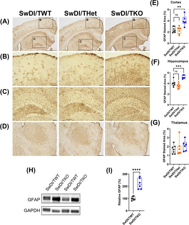 https://cdn.ncbi.nlm.nih.gov/pmc/blobs/0e75/11567860/42dcd078a415/ALZ-20-7595-g008.jpg