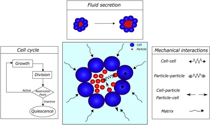 https://cdn.ncbi.nlm.nih.gov/pmc/blobs/0e76/9653332/239877df4cfe/366_2022_1654_Fig1_HTML.jpg