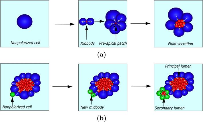 https://cdn.ncbi.nlm.nih.gov/pmc/blobs/0e76/9653332/9d2bdd915e7f/366_2022_1654_Fig2_HTML.jpg