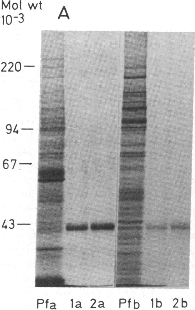 https://cdn.ncbi.nlm.nih.gov/pmc/blobs/0e79/425516/f846dad38864/jcinvest00140-0337-a.jpg