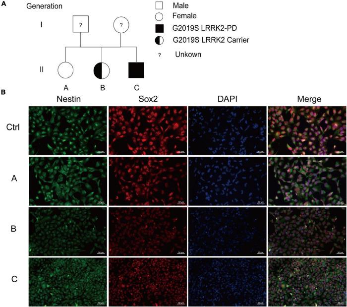 https://cdn.ncbi.nlm.nih.gov/pmc/blobs/0e7d/9298923/942b08fde078/fnins-16-947927-g001.jpg