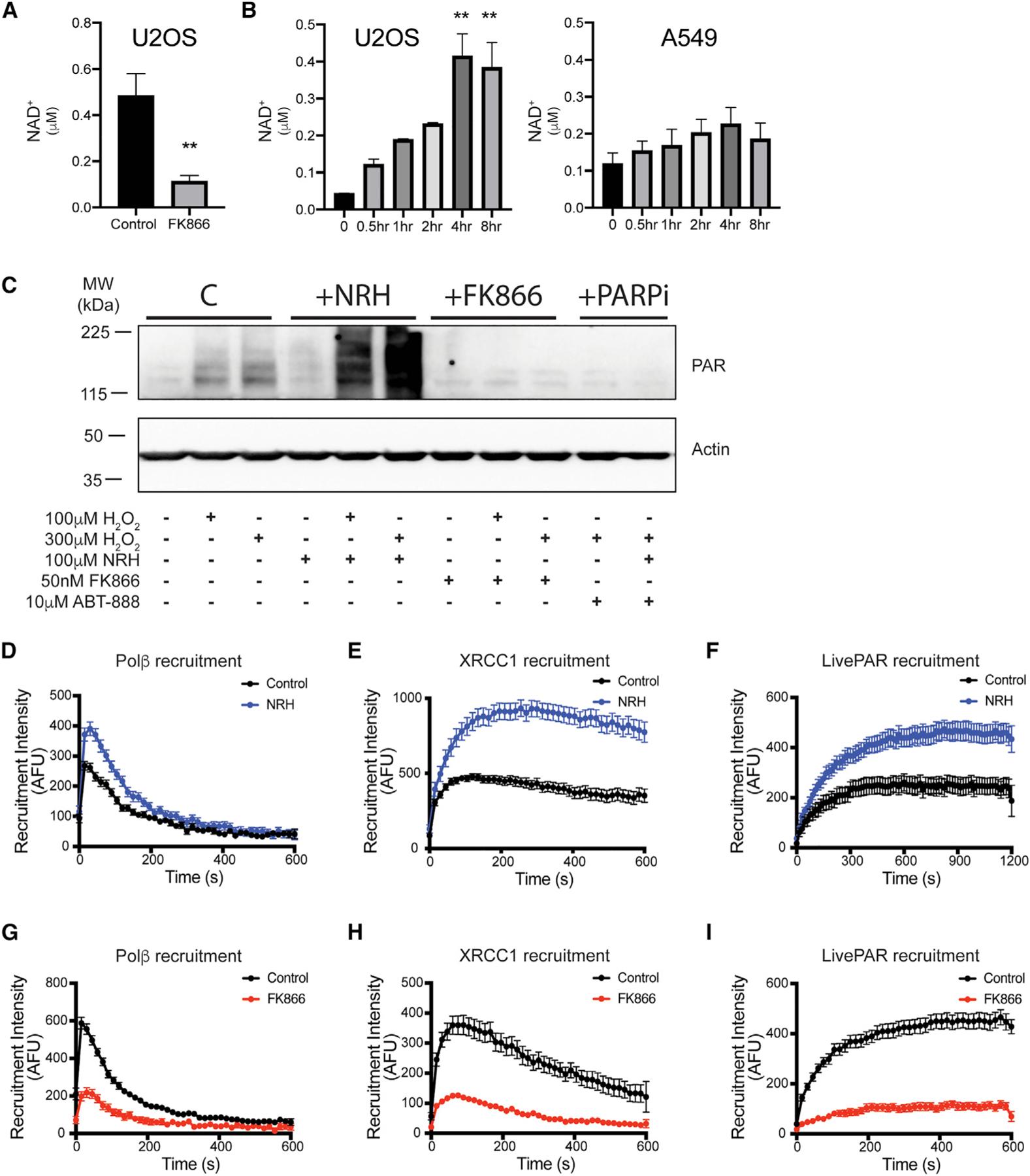 https://cdn.ncbi.nlm.nih.gov/pmc/blobs/0e7e/8607749/47617065ba57/nihms-1753632-f0007.jpg