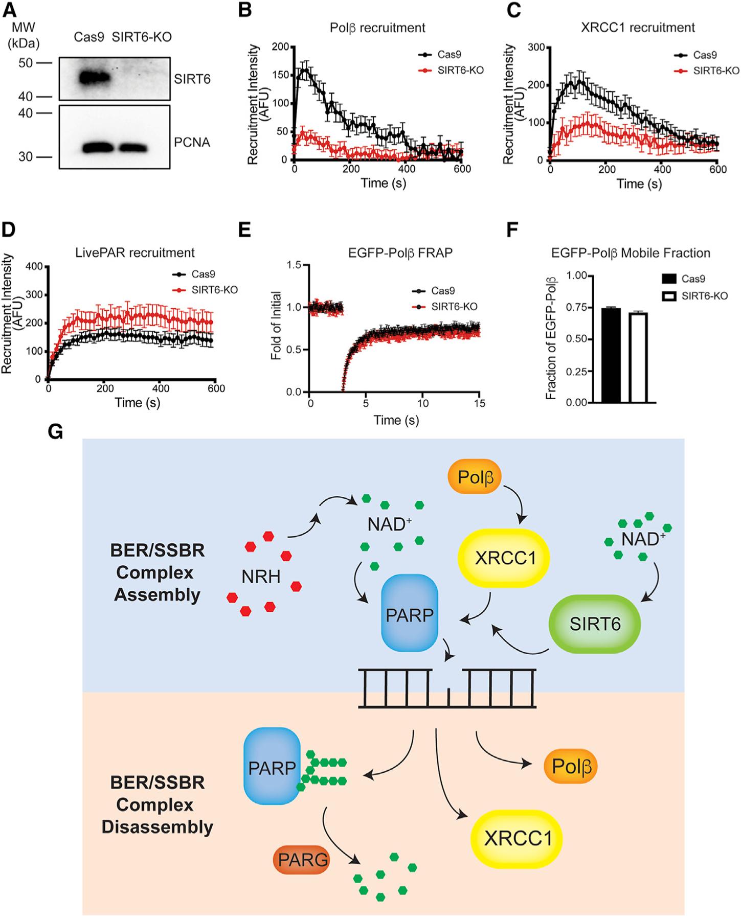 https://cdn.ncbi.nlm.nih.gov/pmc/blobs/0e7e/8607749/47bebd555e0b/nihms-1753632-f0008.jpg