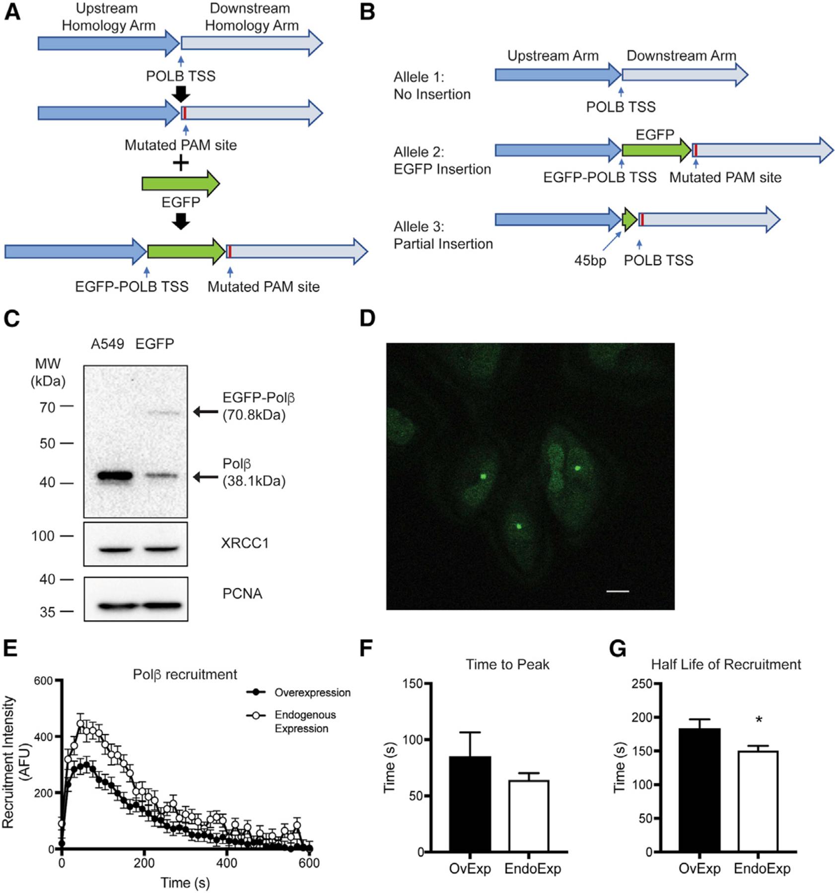 https://cdn.ncbi.nlm.nih.gov/pmc/blobs/0e7e/8607749/4aee184072c7/nihms-1753632-f0003.jpg