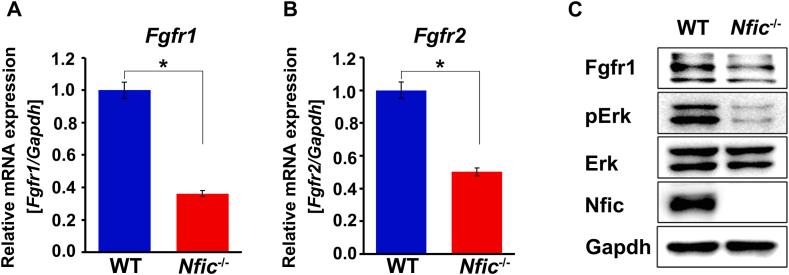 https://cdn.ncbi.nlm.nih.gov/pmc/blobs/0e80/11774937/cdbb0220537e/gr5.jpg