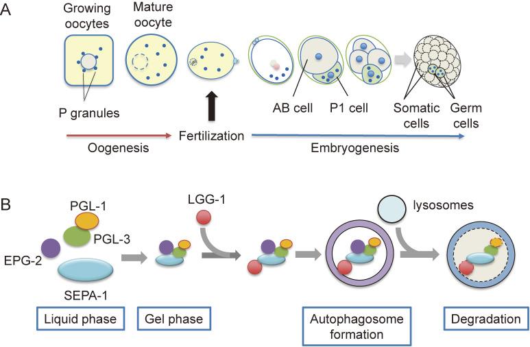 https://cdn.ncbi.nlm.nih.gov/pmc/blobs/0e84/9130481/b965f05c3677/pjab-98-207-g005.jpg