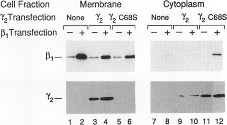 https://cdn.ncbi.nlm.nih.gov/pmc/blobs/0e85/275501/c6b26aba33e3/mbc00059-0060-b.jpg