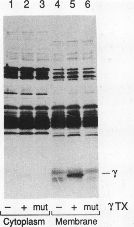 https://cdn.ncbi.nlm.nih.gov/pmc/blobs/0e85/275501/eba9cc30da07/mbc00059-0062-a.jpg