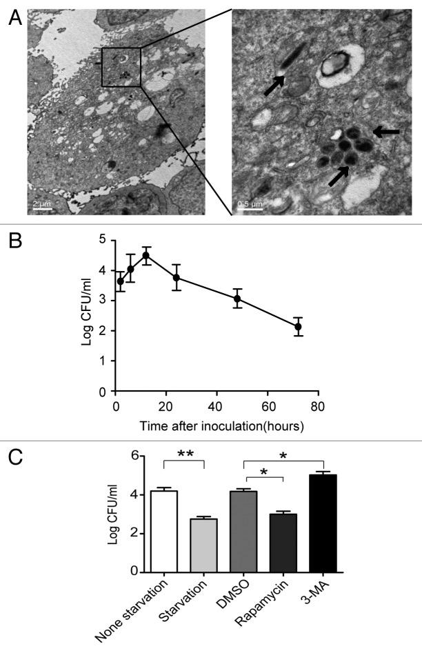 https://cdn.ncbi.nlm.nih.gov/pmc/blobs/0e8a/3429542/3698bd639f2b/auto-8-1045-g2.jpg