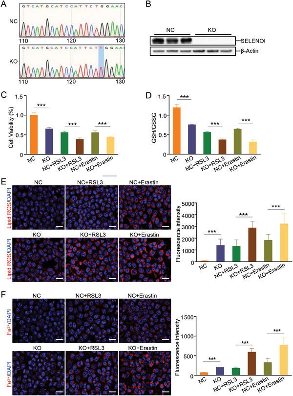 https://cdn.ncbi.nlm.nih.gov/pmc/blobs/0e8c/11267378/006f5093ee75/ADVS-11-2404073-g002.jpg