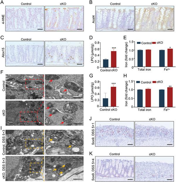 https://cdn.ncbi.nlm.nih.gov/pmc/blobs/0e8c/11267378/2193c7f48cf9/ADVS-11-2404073-g001.jpg