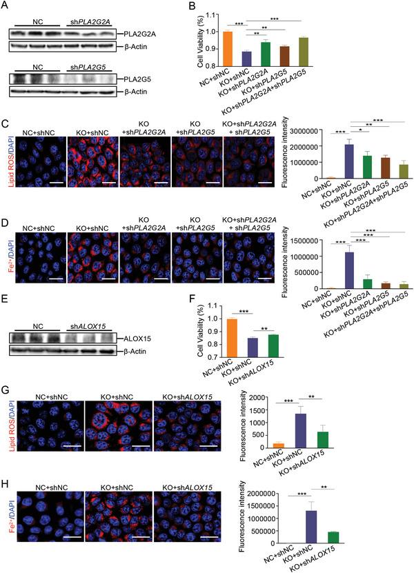 https://cdn.ncbi.nlm.nih.gov/pmc/blobs/0e8c/11267378/30d338cfdc25/ADVS-11-2404073-g003.jpg