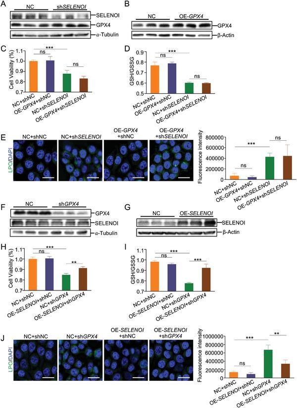https://cdn.ncbi.nlm.nih.gov/pmc/blobs/0e8c/11267378/9ac2303e3ff3/ADVS-11-2404073-g006.jpg