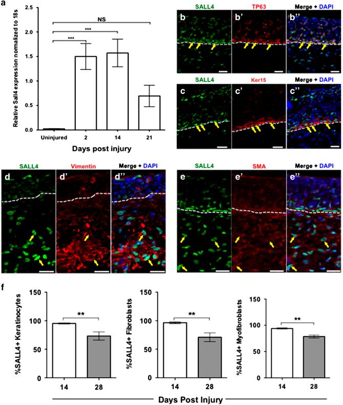 https://cdn.ncbi.nlm.nih.gov/pmc/blobs/0e8f/5744709/3f881e133a1c/npjregenmed201616-f2.jpg