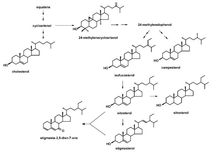 https://cdn.ncbi.nlm.nih.gov/pmc/blobs/0e8f/9603384/a79830828295/ijms-23-12173-g004.jpg
