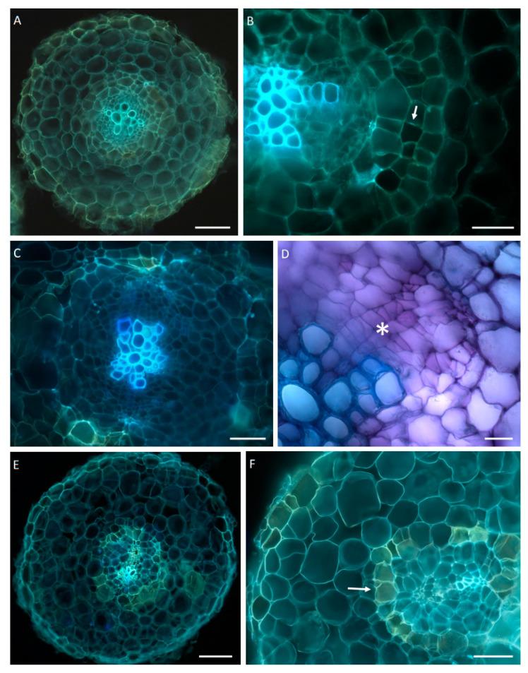 https://cdn.ncbi.nlm.nih.gov/pmc/blobs/0e8f/9603384/a91271fd5eb6/ijms-23-12173-g003.jpg