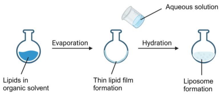 https://cdn.ncbi.nlm.nih.gov/pmc/blobs/0e91/10820119/aef4a432c579/pharmaceutics-16-00034-g004.jpg