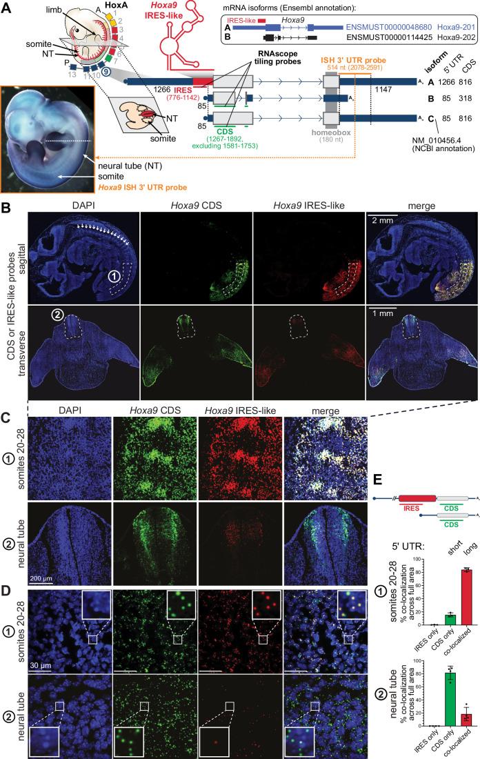 https://cdn.ncbi.nlm.nih.gov/pmc/blobs/0e92/12048685/e5b288f4728d/44318_2025_404_Fig3_HTML.jpg