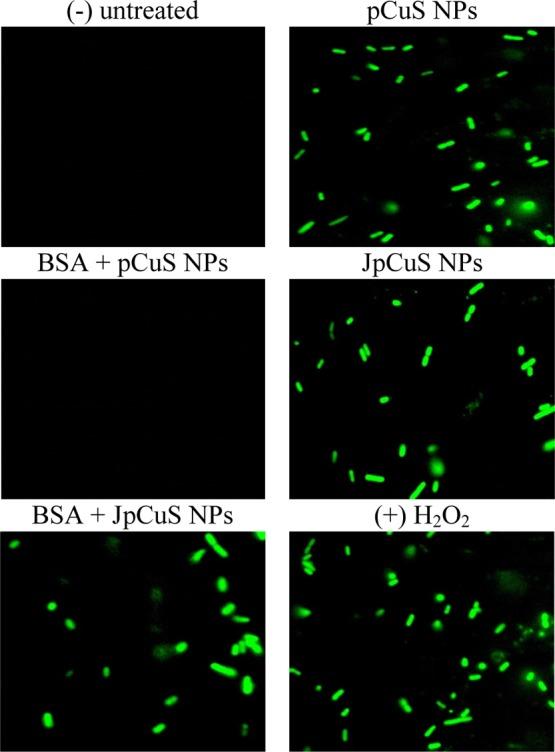 https://cdn.ncbi.nlm.nih.gov/pmc/blobs/0e92/6714611/7068849d4114/ao9b01886_0006.jpg