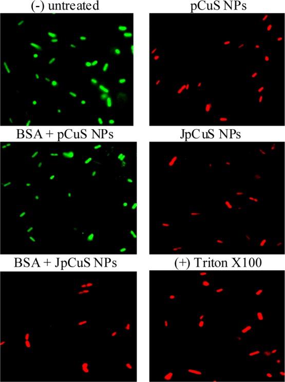 https://cdn.ncbi.nlm.nih.gov/pmc/blobs/0e92/6714611/c04c916fd6db/ao9b01886_0005.jpg