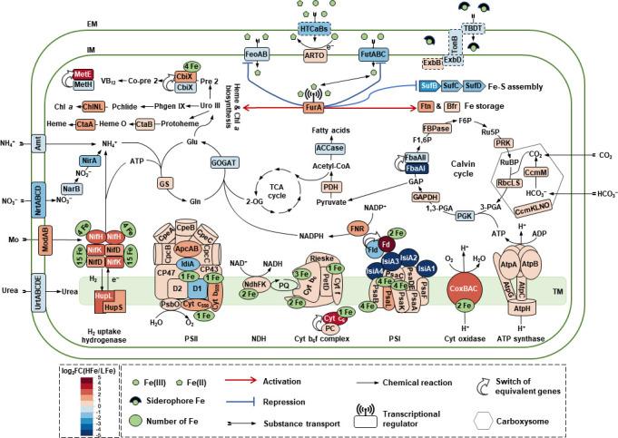 https://cdn.ncbi.nlm.nih.gov/pmc/blobs/0e93/12090762/2f706c6e7e42/msystems.01499-24.f007.jpg