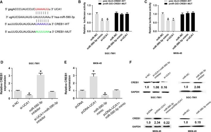 https://cdn.ncbi.nlm.nih.gov/pmc/blobs/0e96/5911610/315cfdd6f9bc/CAM4-7-1253-g005.jpg