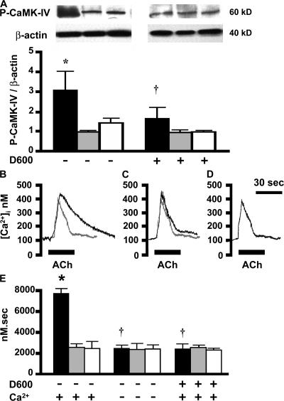 https://cdn.ncbi.nlm.nih.gov/pmc/blobs/0e99/2150973/b7f5df056d52/jem2043173f04.jpg