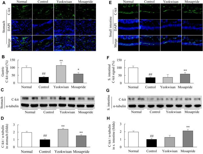 https://cdn.ncbi.nlm.nih.gov/pmc/blobs/0e99/8493126/075e79209a39/fphar-12-753153-g004.jpg