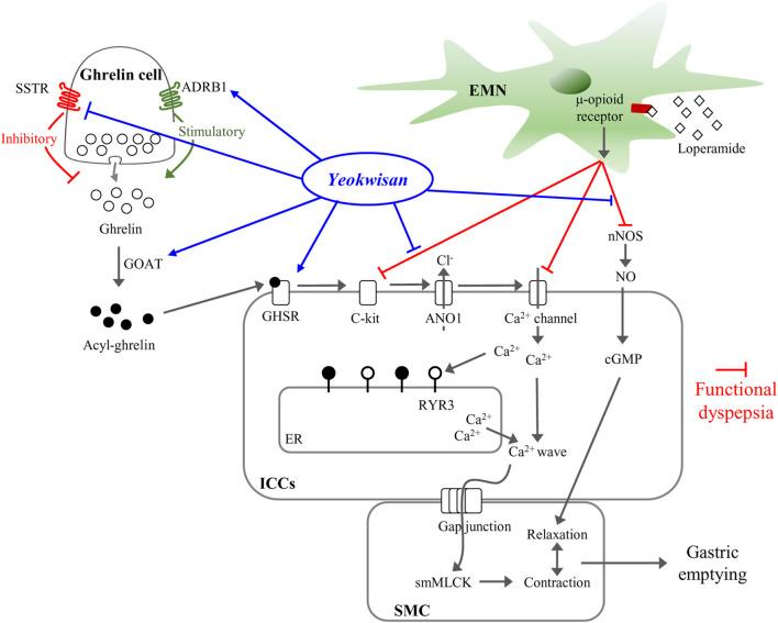 https://cdn.ncbi.nlm.nih.gov/pmc/blobs/0e99/8493126/88afb7d0e435/fphar-12-753153-g007.jpg