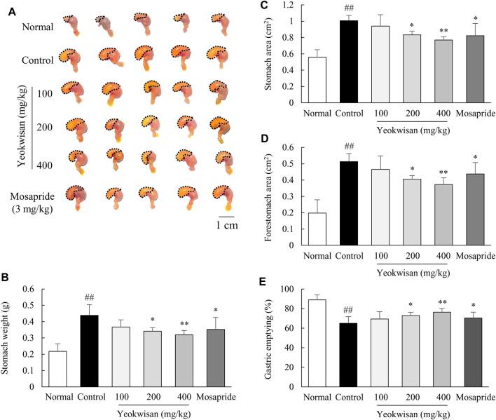 https://cdn.ncbi.nlm.nih.gov/pmc/blobs/0e99/8493126/f70160e73de5/fphar-12-753153-g002.jpg