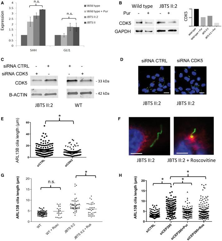 https://cdn.ncbi.nlm.nih.gov/pmc/blobs/0e9b/5886250/93230cf711ac/ddx347f5.jpg