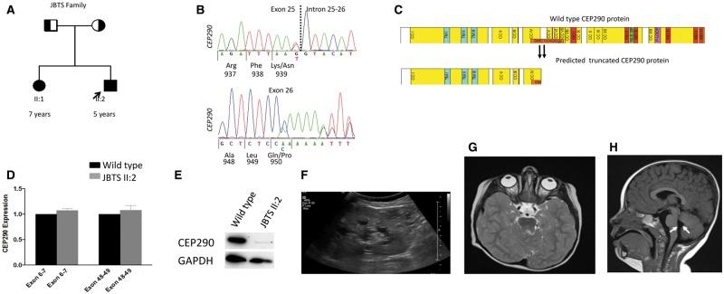 https://cdn.ncbi.nlm.nih.gov/pmc/blobs/0e9b/5886250/e7fd55603daf/ddx347f1.jpg