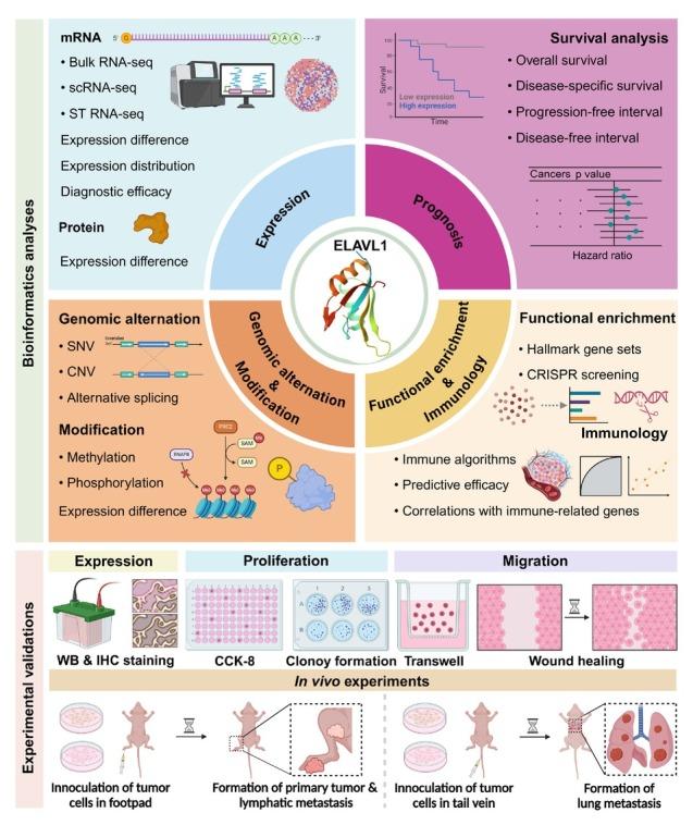 https://cdn.ncbi.nlm.nih.gov/pmc/blobs/0e9c/12116272/52d1b5d40260/j_jtim-2025-0009_fig_001.jpg