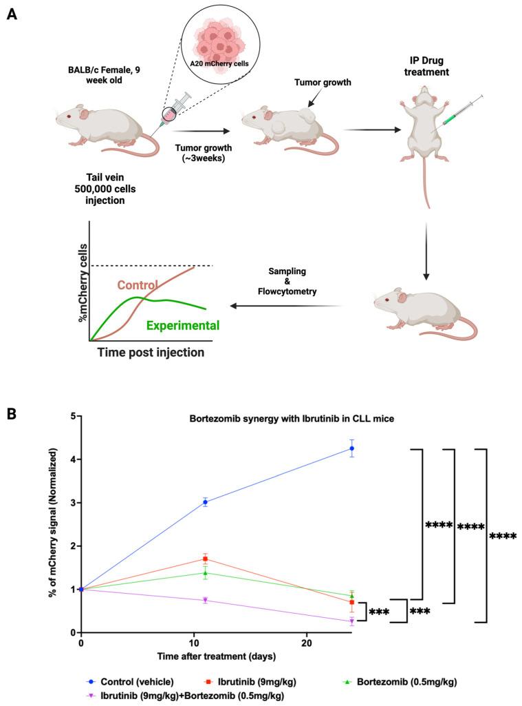 https://cdn.ncbi.nlm.nih.gov/pmc/blobs/0e9e/9688317/189296c6b970/cells-11-03671-g002.jpg